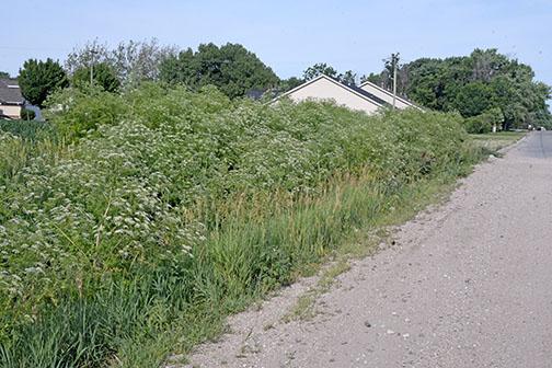 This large stand of poison hemlock was found along County Road 12 just four blocks east of Highway 14 on the edge of Aurora. Hemlock growth like this can be seen all over the county and the region this year, due in part to the plentiful rain since the plant thrives in wet and soggy soils. Ingesting any part of the plant can be harmful and even fatal to humans and animals. 
