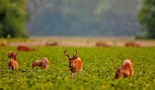 A large deer population can mean significant damage to agriculture. (Photo by Eric Fowler, Nebraskaland Magazine)